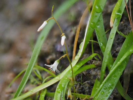 圖為廣西肺筋草。（廣西壯族自治區(qū)中醫(yī)藥研究院供圖）