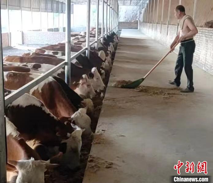 馬騰飛預(yù)計(jì)，2025年合作社擁有肉牛數(shù)量將達(dá)到1000余頭?！●R騰飛 攝