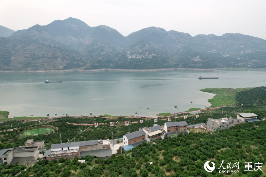 三沱村正以“三峽橙莊”建設(shè)為契機(jī)，描繪鄉(xiāng)村振興新圖景。人民網(wǎng)記者 劉政寧攝