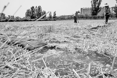 連日來，黃淮海持續(xù)高溫少雨，部分地區(qū)旱情仍在發(fā)展。圖為山東省肥城市通過蓄引提調(diào)相結(jié)合的辦法，多措并舉搶灌溉、保苗情。 新華社發(fā)