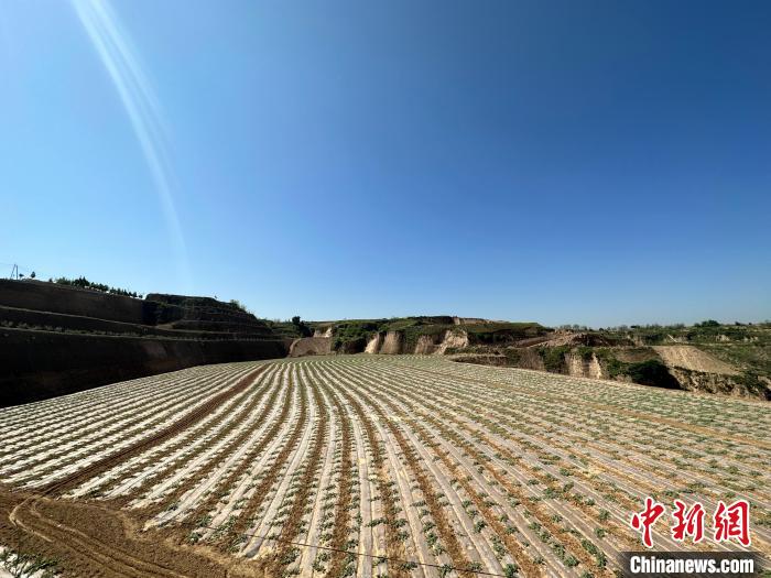 石西素有“西瓜之鄉(xiāng)”之美譽(yù)，這里土壤肥沃、晝夜溫差大，孕育出的西瓜脆爽、汁多、超甜?！⑿〖t 攝