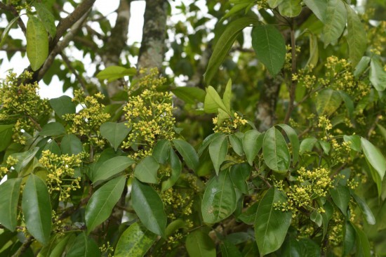 圖為廣西割舌樹。（廣西壯族自治區(qū)中醫(yī)藥研究院供圖）