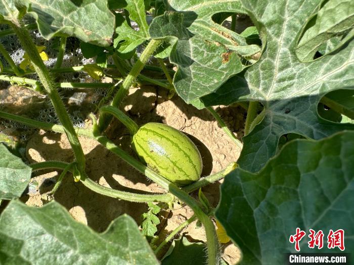 14日，記者在合作社的百畝西瓜地里，看著一個(gè)個(gè)如雞蛋般大小的西瓜，正“享受”著太陽的炙烤?！⑿〖t 攝