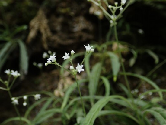 圖為線葉度量草。（廣西壯族自治區(qū)中醫(yī)藥研究院供圖）