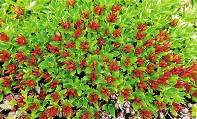 青藏墊柳。資料圖片