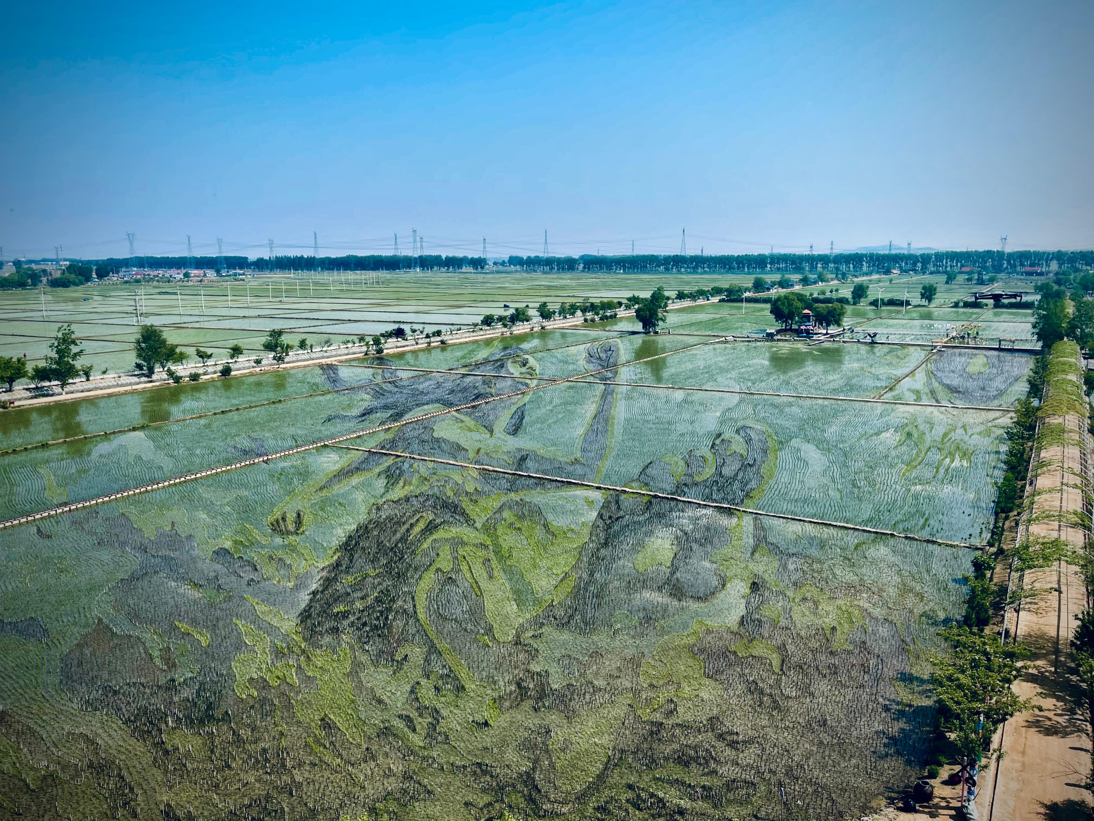 “歷史典故-夸父逐日”稻田畫。人民網(wǎng)記者 任妍攝