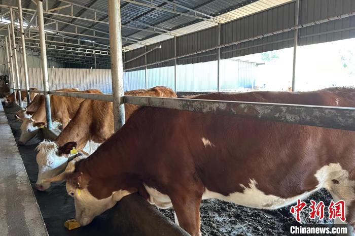 馬騰飛介紹，這種肉牛體格大、生長快、肌肉多、脂肪少，且牛肉口感良好，在市場上頗受歡迎。　劉小紅 攝