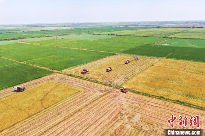 圖為在南昌縣大田農(nóng)社，收割機(jī)正在收割早稻。　劉力鑫 攝