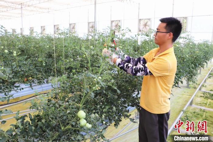圖為在紅谷灘區(qū)元宇宙·VR數(shù)字農(nóng)業(yè)示范基地七彩番茄培育車間內(nèi)，農(nóng)業(yè)技術(shù)員正在對番茄植株進(jìn)行修剪?！⌒苠\陽 攝