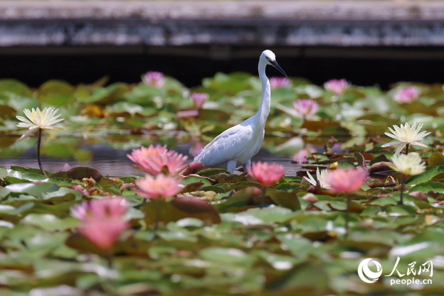 白鷺在睡蓮盛開的池塘中流連。人民網(wǎng)記者 陳博攝
