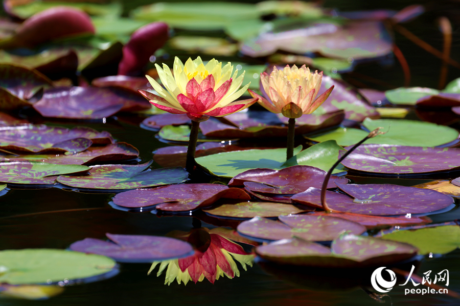 雙色睡蓮與翠綠的蓮葉、清澈的池水相映成畫。人民網(wǎng)記者 陳博攝