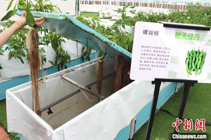 圖為在南昌市紅谷灘區(qū)元宇宙·VR數(shù)字農(nóng)業(yè)示范基地氣霧培養(yǎng)車間里，螺絲椒長勢良好?！⌒苠\陽 攝