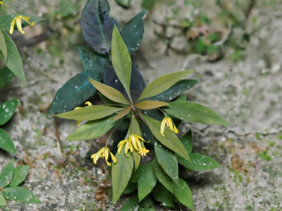圖為洞生香草。（廣西壯族自治區(qū)中醫(yī)藥研究院供圖）