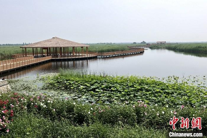 從完成頂層設計到如火如荼大規(guī)模建設，六年來，雄安新區(qū)如春天的竹子一般拔節(jié)生長，這座承載千年大計的“未來之城”已雄姿初顯。從“一張白紙”開始著墨，如今的雄安新區(qū)已是濃墨重彩的“山水畫”。<a target='_blank' href='/'>中新社</a>記者近日走訪了雄安新區(qū)多地，從“藍綠金”三色感受這座“未來之城”的巨大變化。圖為7月20日，河北白洋淀上荷花滿淀、蘆花搖曳。 <a target='_blank' href='/'>中新社</a>記者 易海菲 攝