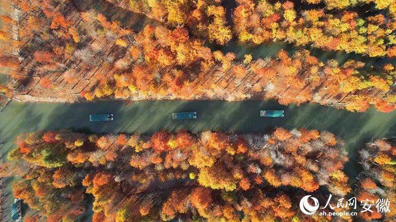 寧國落羽紅杉林。人民網(wǎng) 郭昊攝