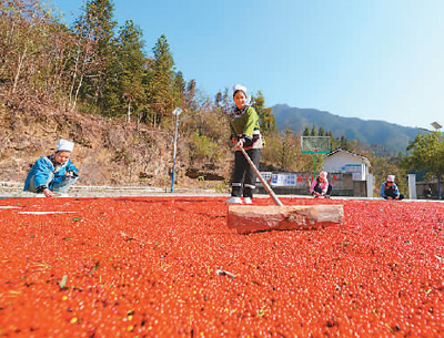 貴州省黔東南苗族侗族自治州榕江縣依托豐富的森林資源，大力發(fā)展林下草珊瑚中藥材種植等林下經(jīng)濟(jì)，實(shí)現(xiàn)農(nóng)民增收、林業(yè)增效。圖為榕江縣興華水族鄉(xiāng)星月村草珊瑚種植基地內(nèi)，村民在采收、晾曬草珊瑚果。 周光勝攝（人民視覺(jué)）